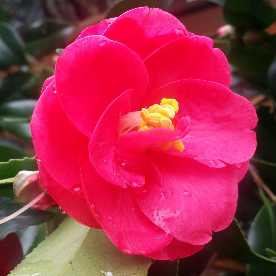 Rose of Autumn Camellia - Espalier Form