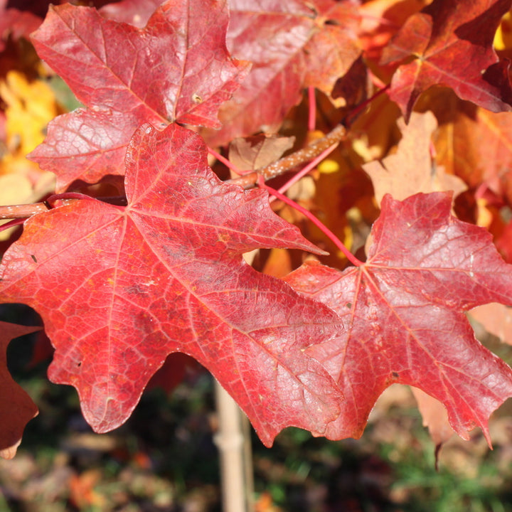 Flashfire Maple Tree Flashfire® Sugar Maple – Gasper Home & Garden