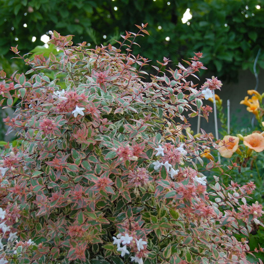 Tres Amigos® Abelia