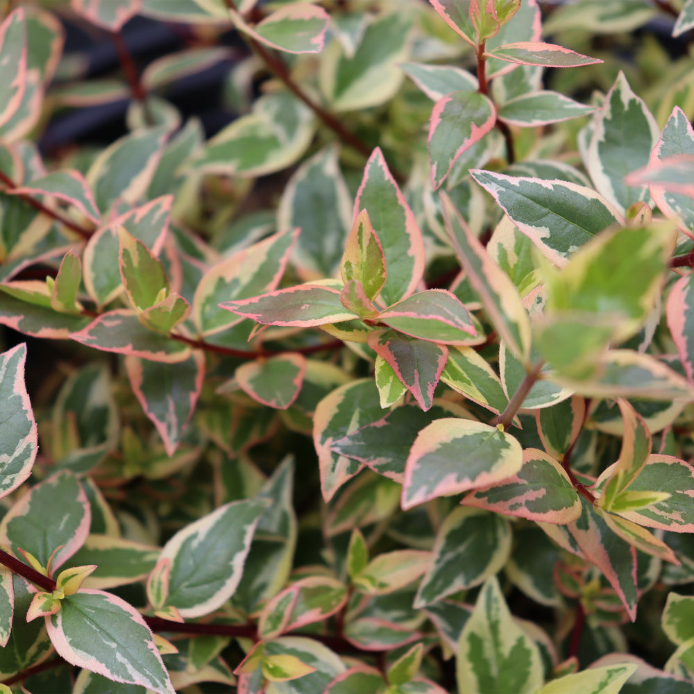 Tres Amigos® Abelia