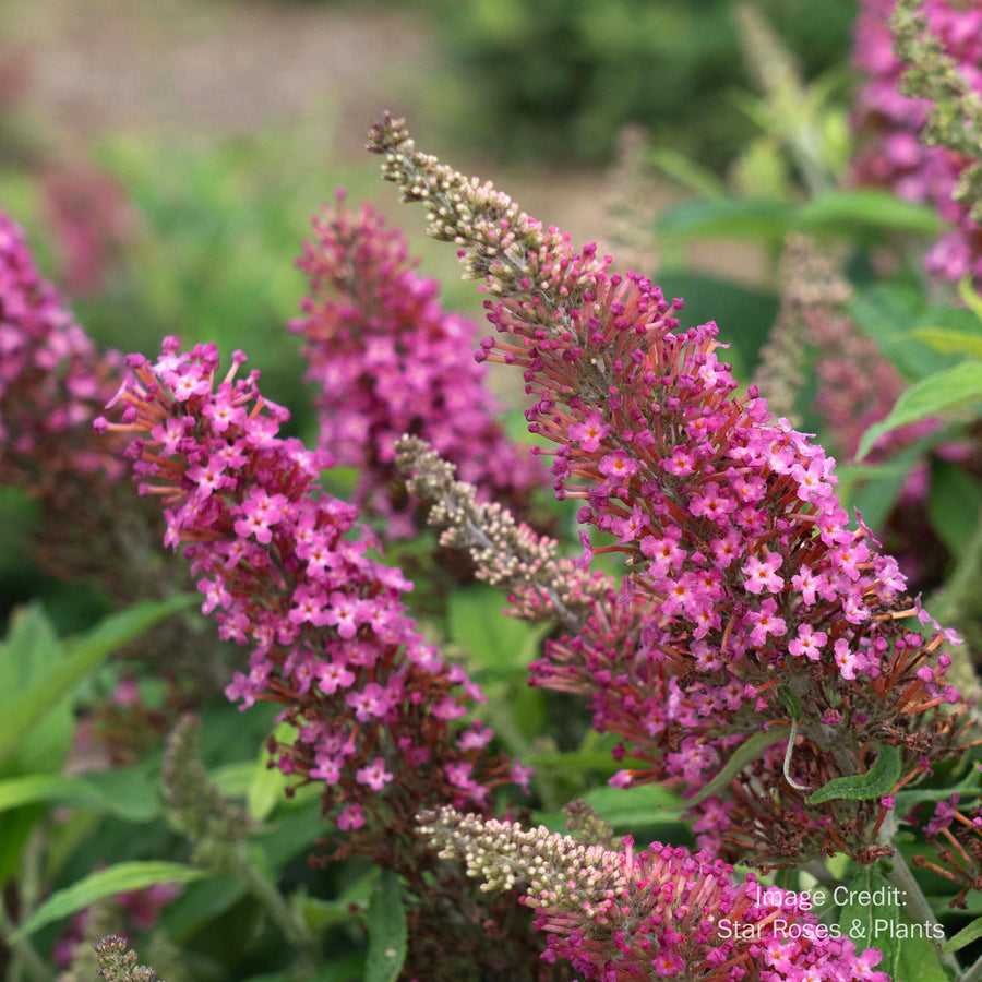 Dapper® Pink Buddleia