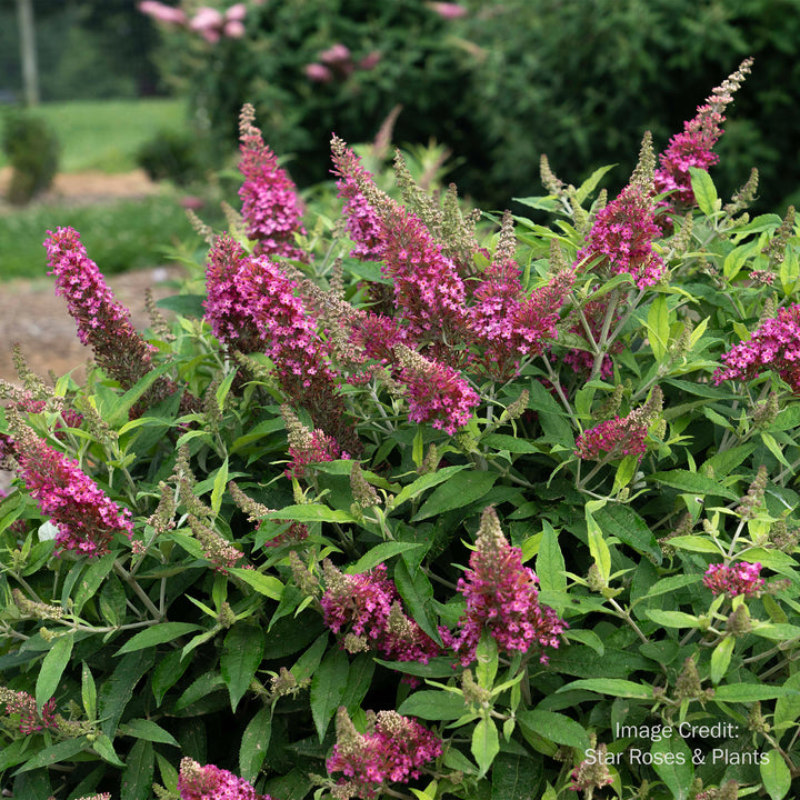 Dapper® Pink Buddleia