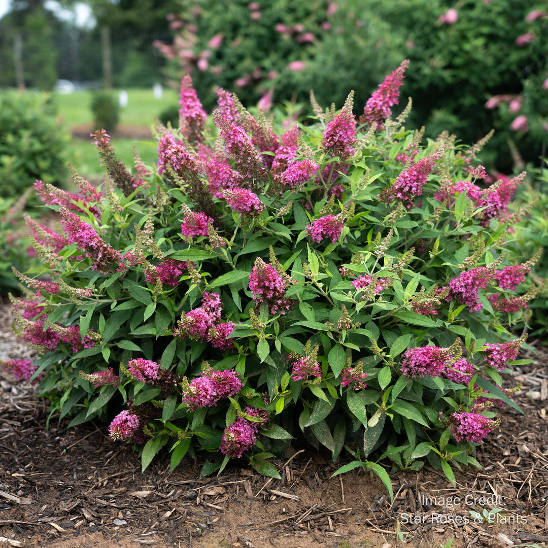 Dapper® Pink Buddleia