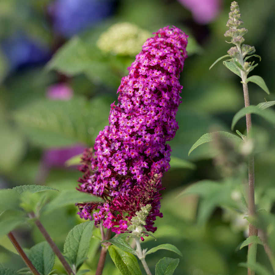 Funky Fuchsia™ Butterfly Bush