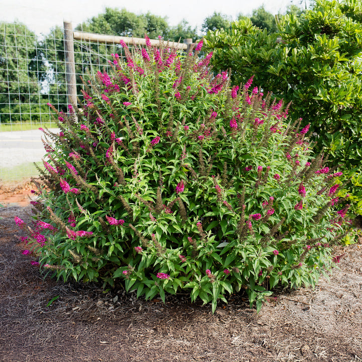 Funky Fuchsia™ Butterfly Bush
