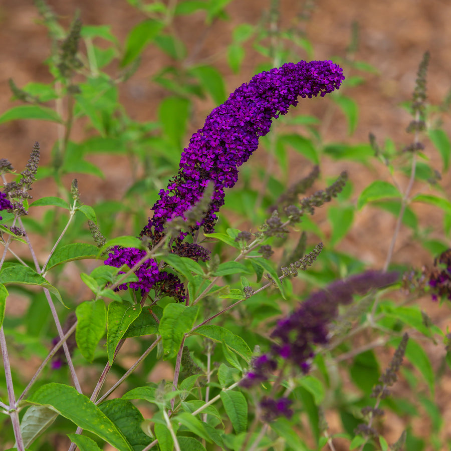 Groovy Grape™ Butterfly Bush