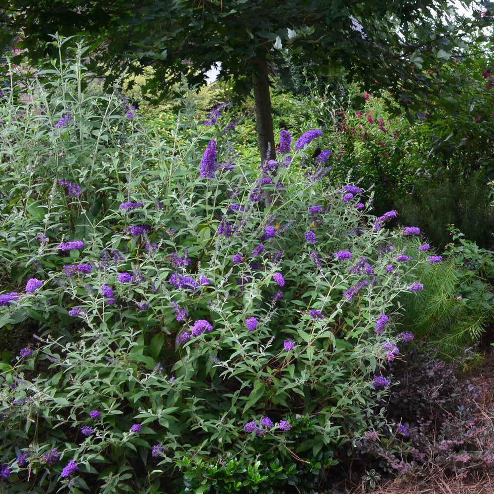Groovy Grape™ Butterfly Bush