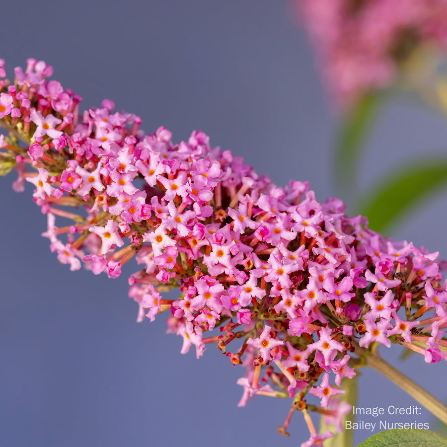 Trippy Pink® Butterfly Bush