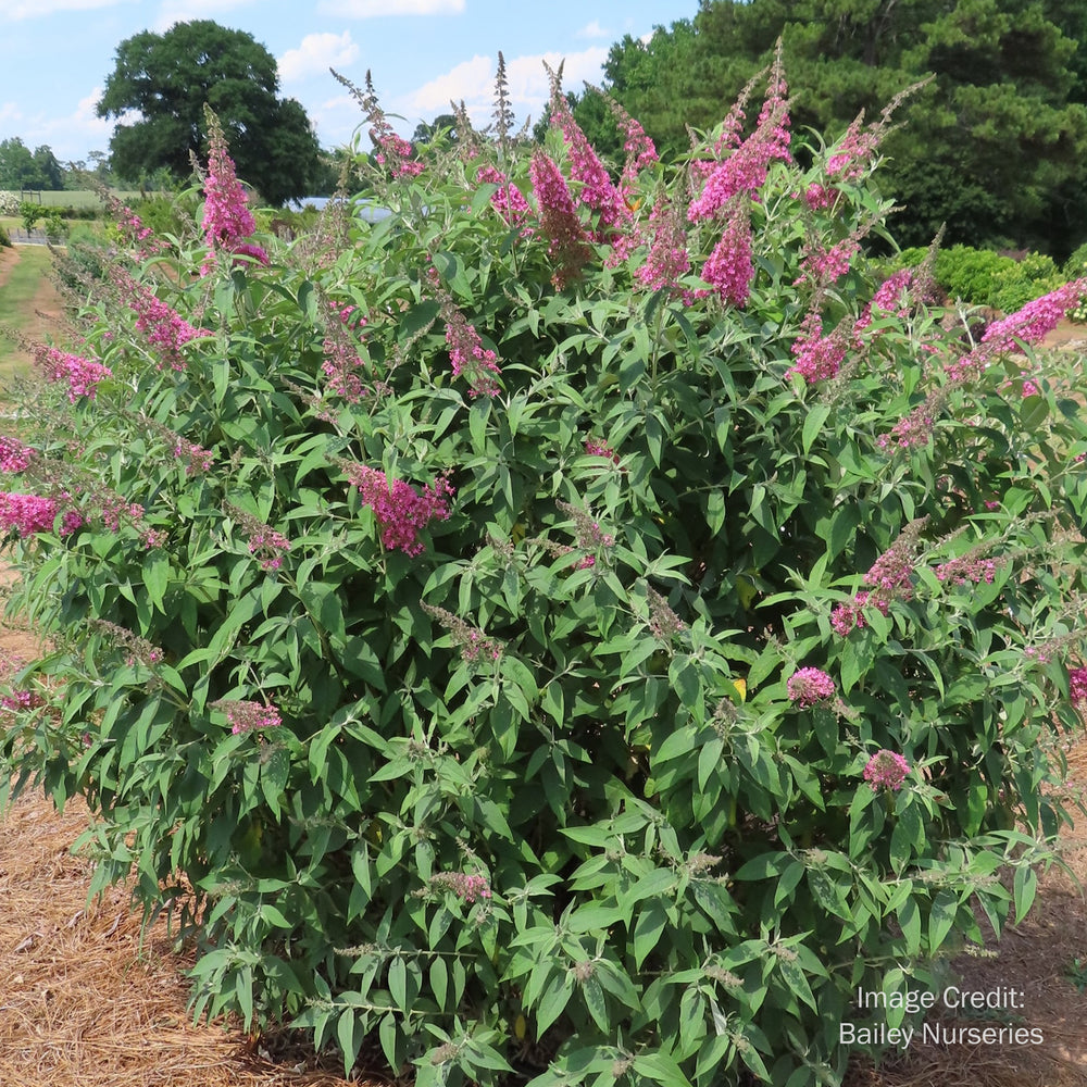 Trippy Pink® Butterfly Bush