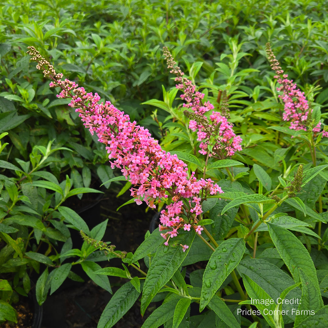 Trippy Pink® Butterfly Bush