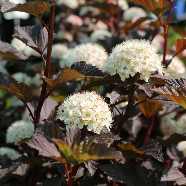 Spicy Devil® Ninebark