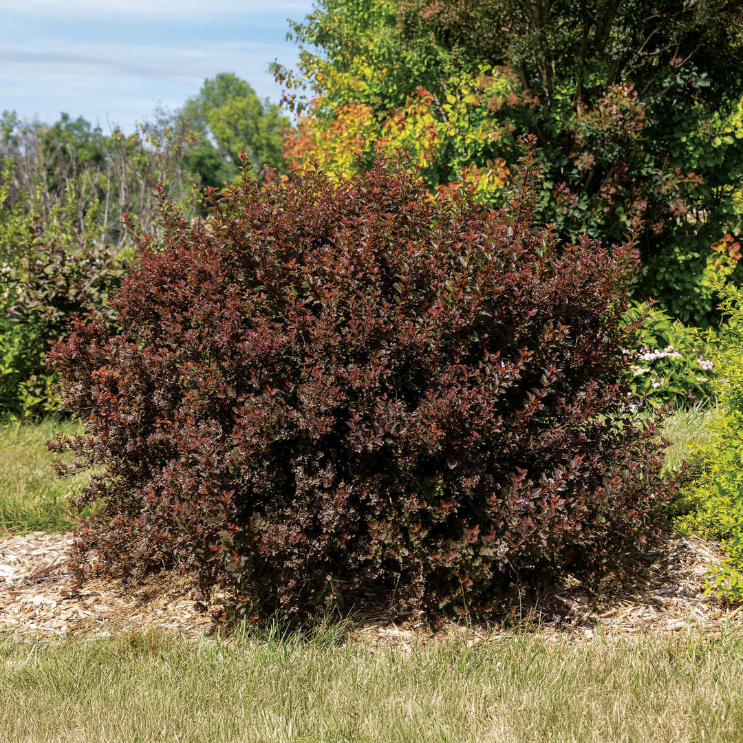 Spicy Devil® Ninebark