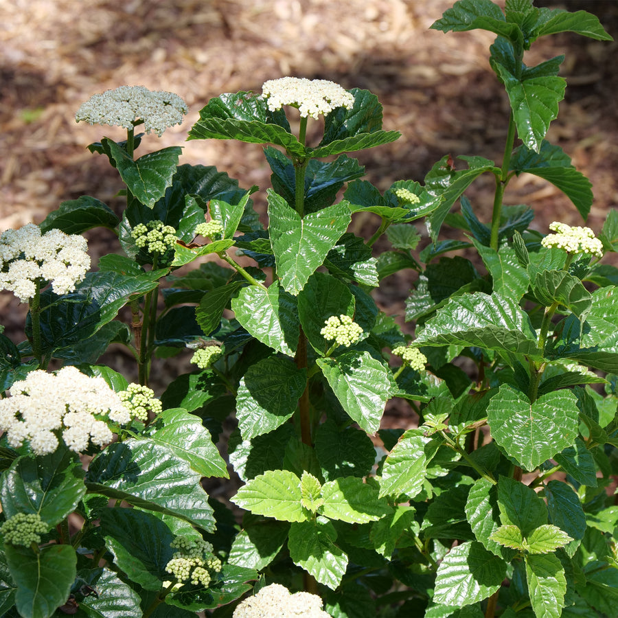 Glitters & Glows® Arrowwood Viburnum