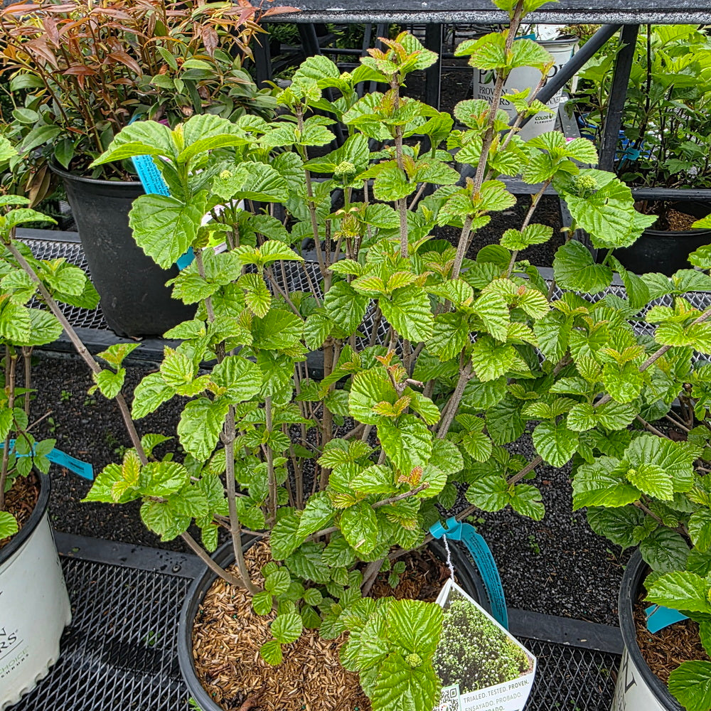 Glitters & Glows® Arrowwood Viburnum