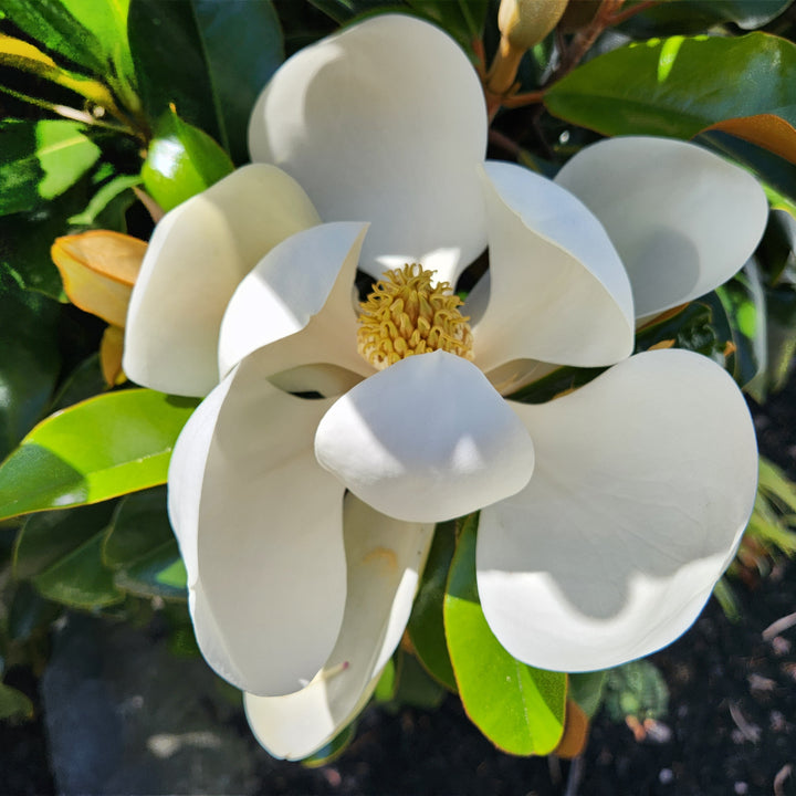 Teddy Bear® Southern Magnolia