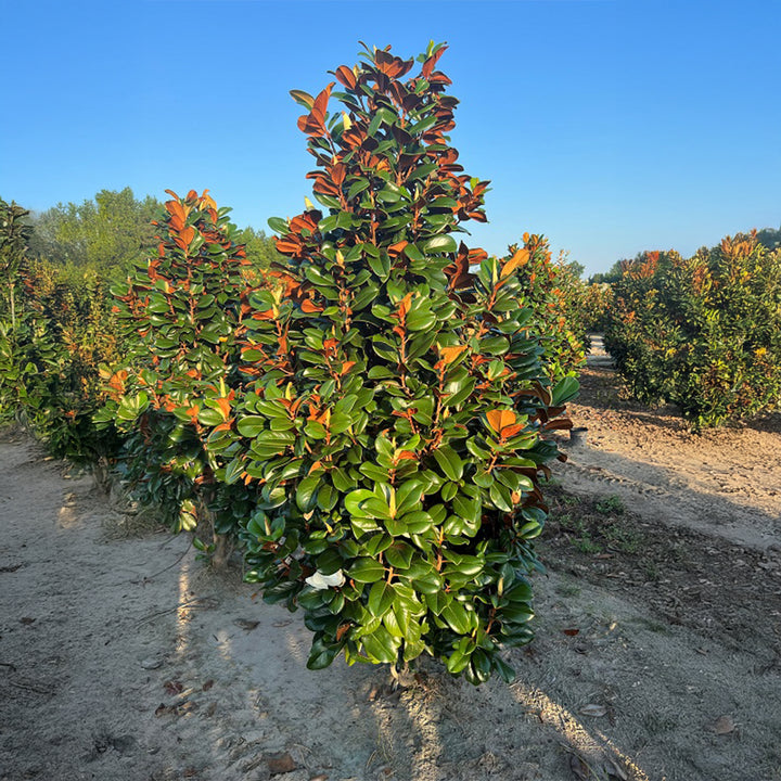 Teddy Bear® Southern Magnolia