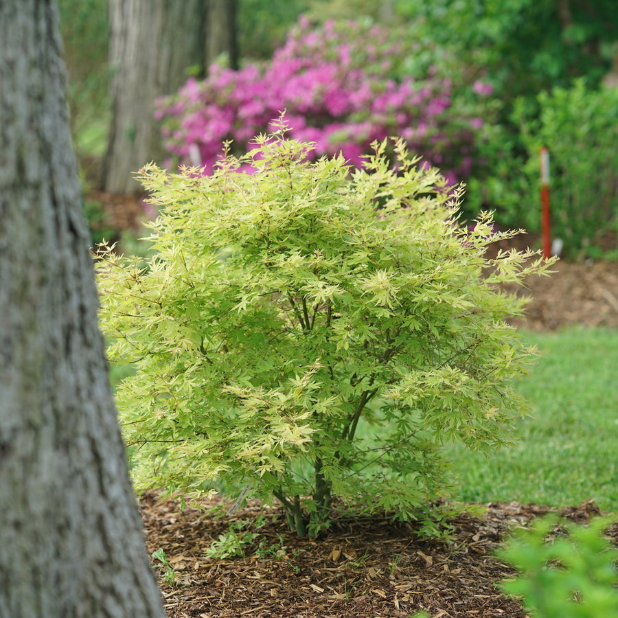 Metamorphosa® Japanese Maple