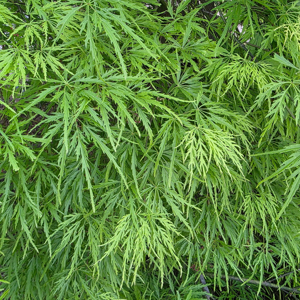 Waterfall Threadleaf Weeping Japanese Maple