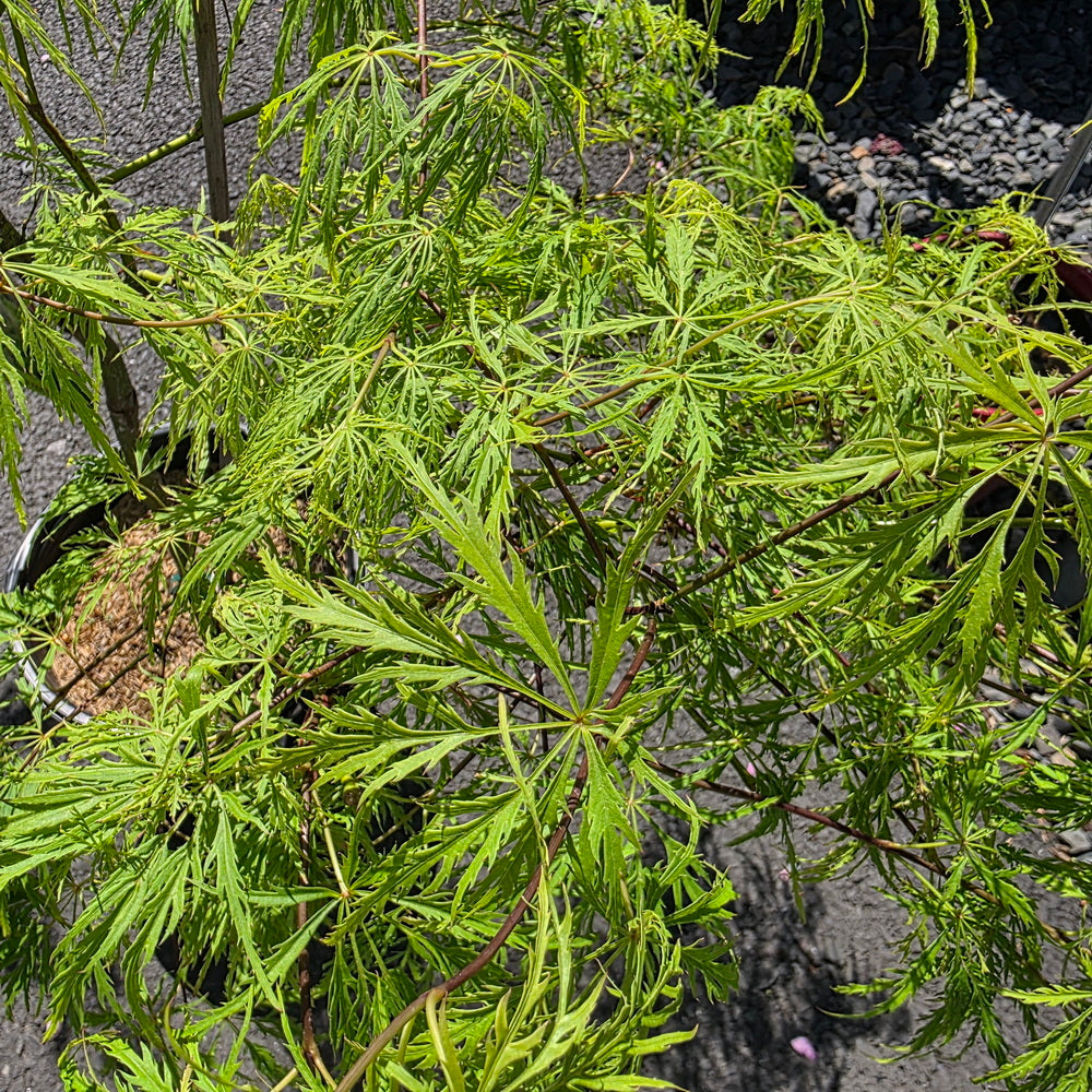 Waterfall Threadleaf Weeping Japanese Maple