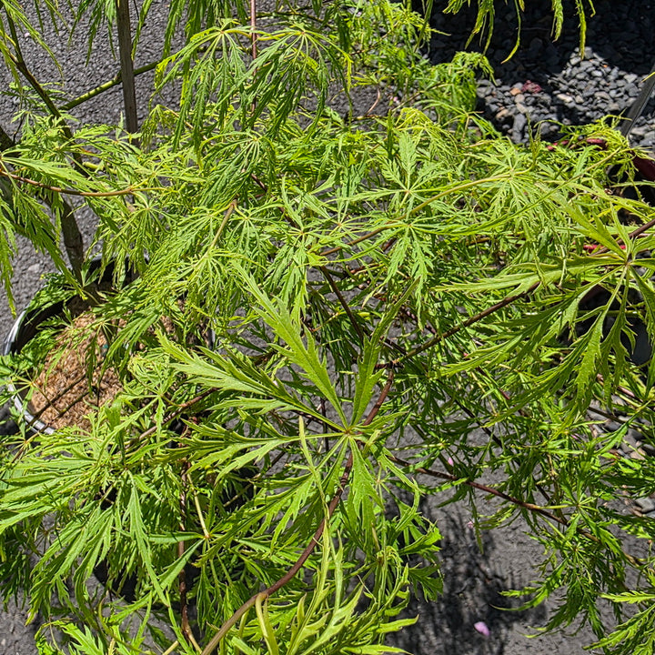 Waterfall Threadleaf Weeping Japanese Maple