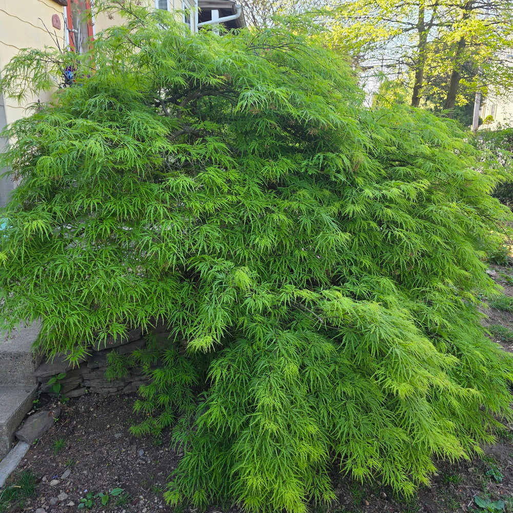Waterfall Threadleaf Weeping Japanese Maple