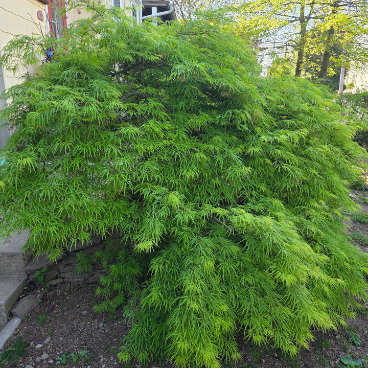Waterfall Threadleaf Weeping Japanese Maple