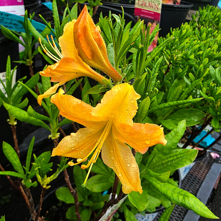 Golden Lights Azalea