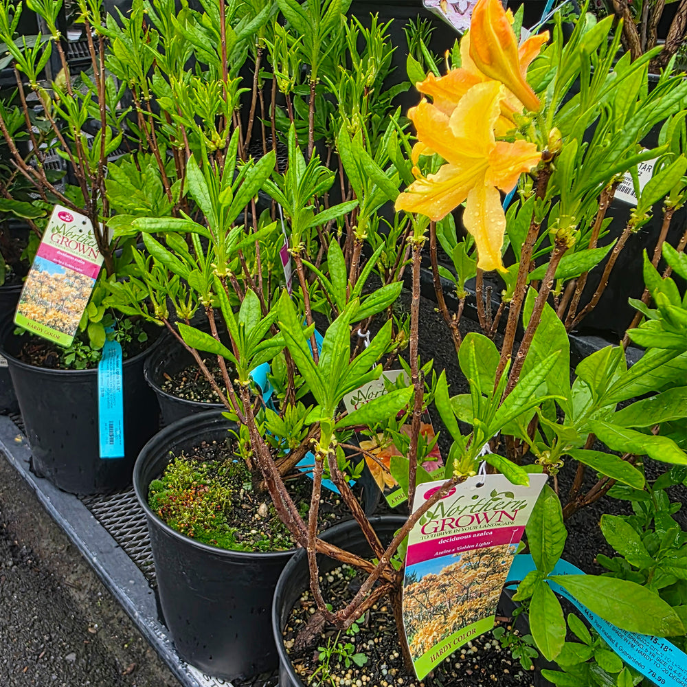Golden Lights Azalea