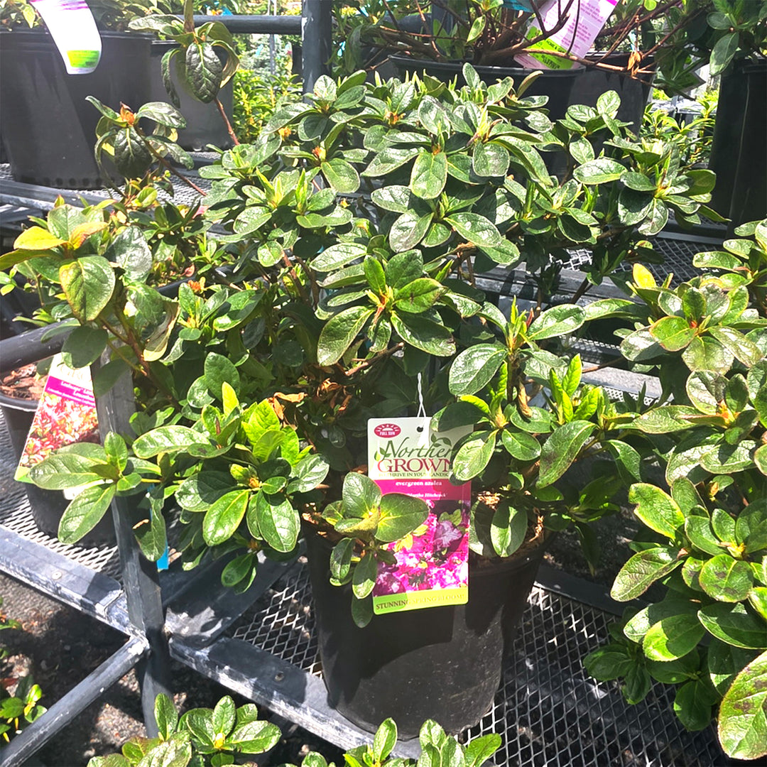 Martha Hitchcock Azalea