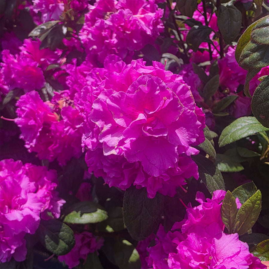 Autumn Majesty® Encore Azalea