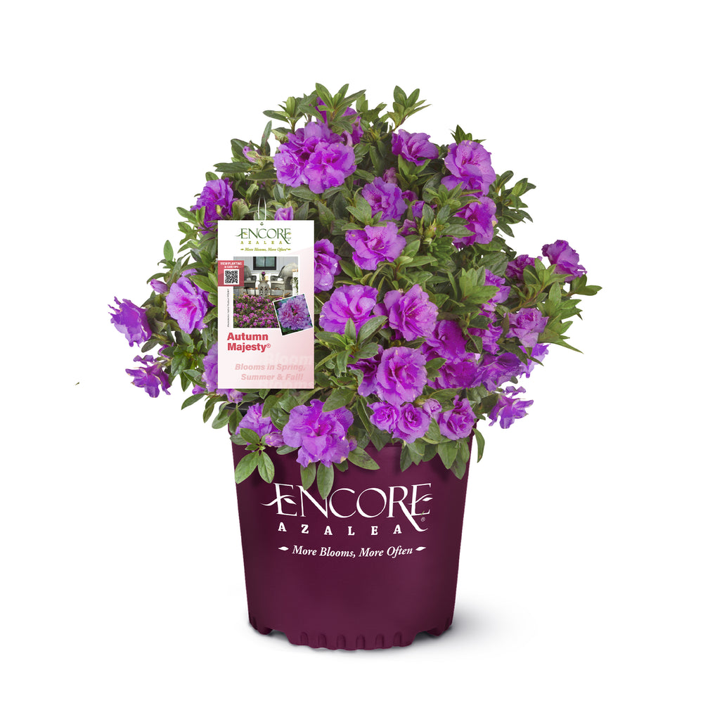 Autumn Majesty® Encore Azalea