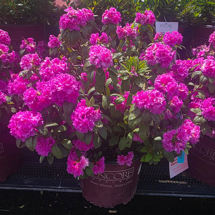 Autumn Majesty® Encore Azalea