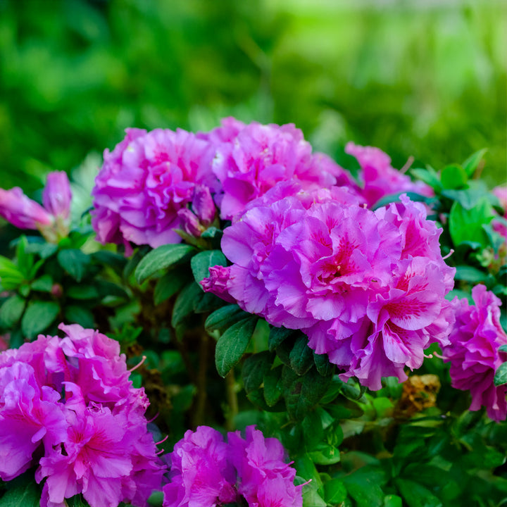 Autumn Majesty® Encore Azalea