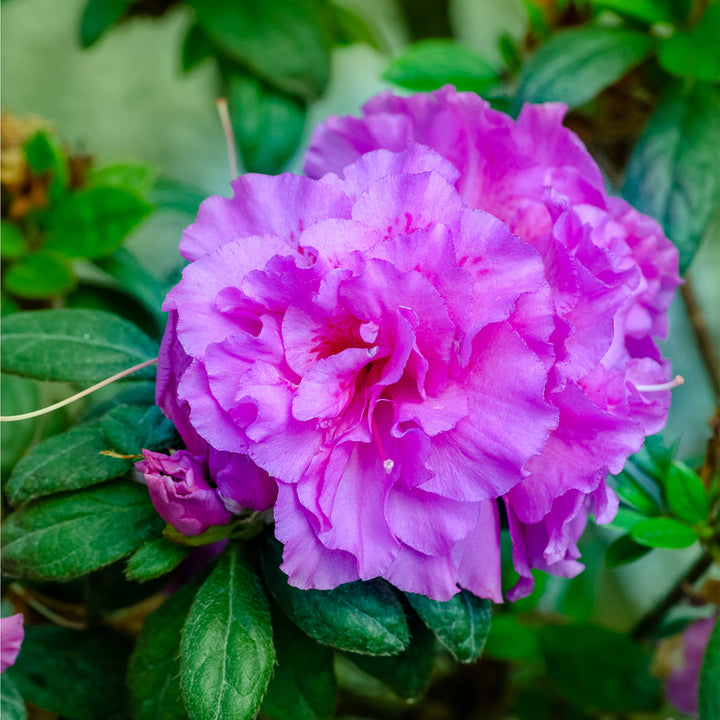 Autumn Majesty® Encore Azalea