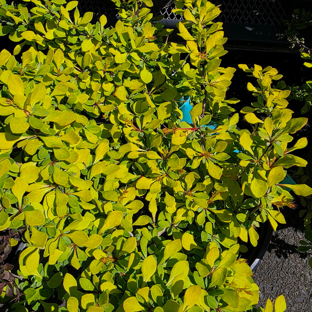 WorryFree® Lemon Glow® Barberry