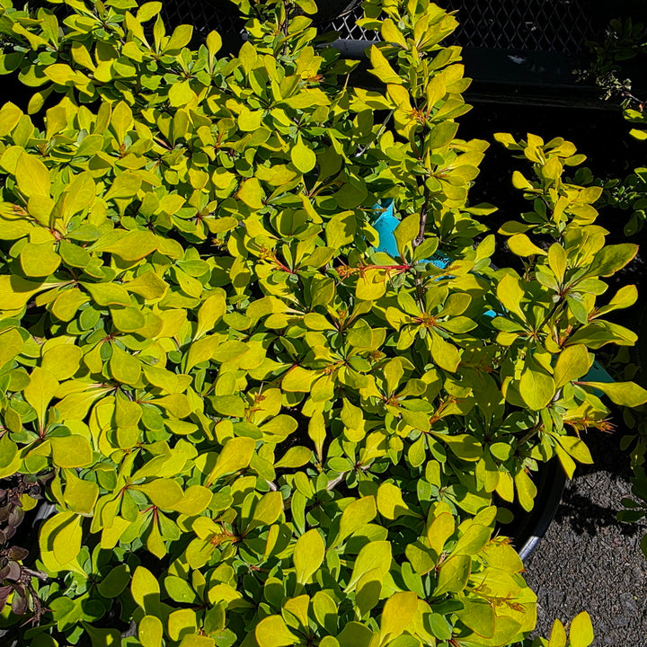 WorryFree® Lemon Glow® Barberry