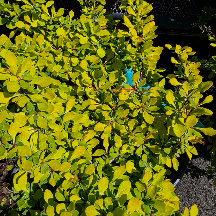 WorryFree® Lemon Glow® Barberry