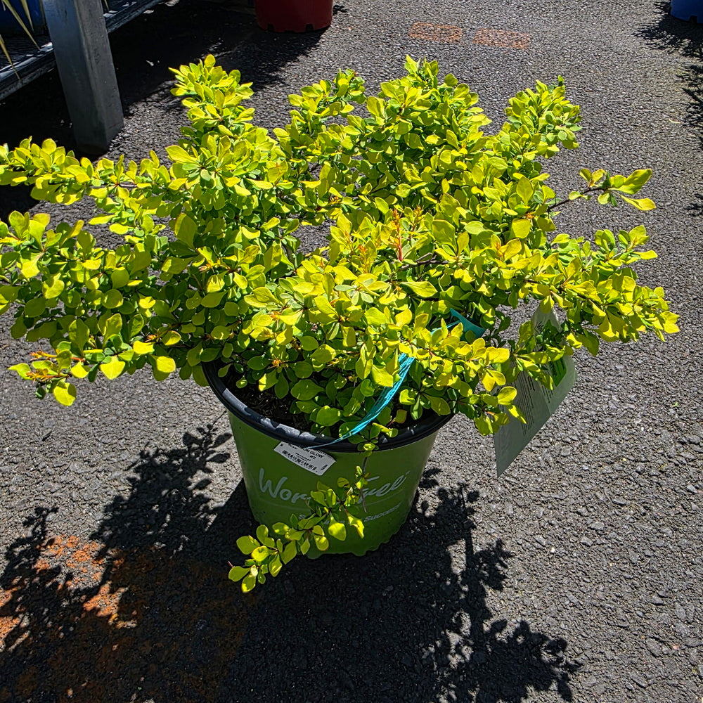 WorryFree® Lemon Glow® Barberry