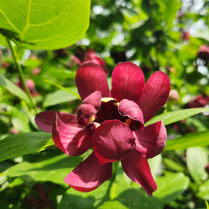 Sweetshrub