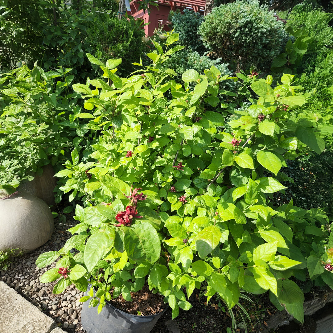 Sweetshrub