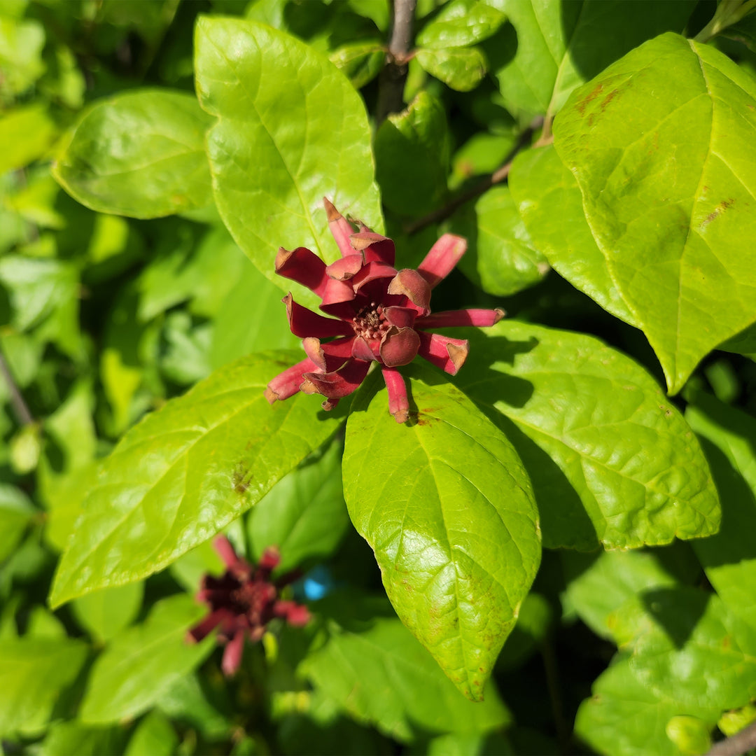 Sweetshrub