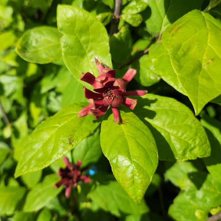 Sweetshrub