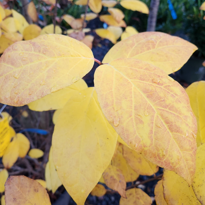 Sweetshrub