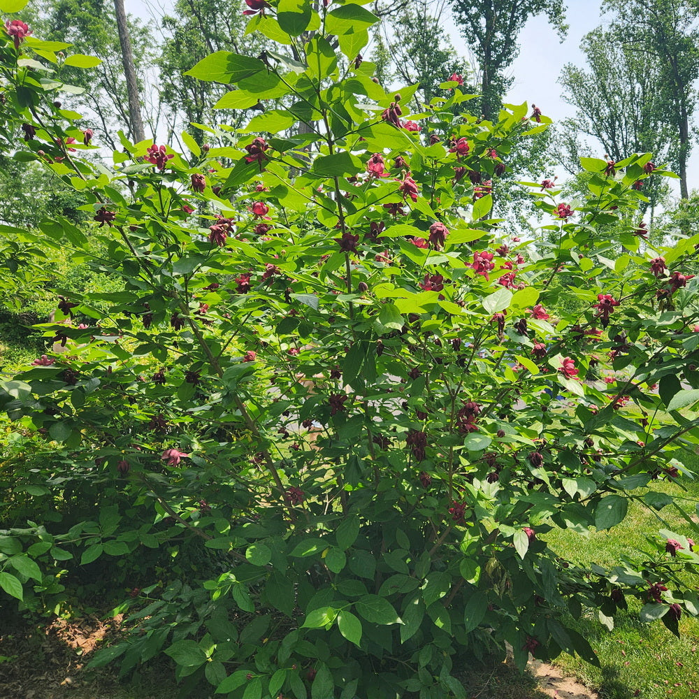 Sweetshrub