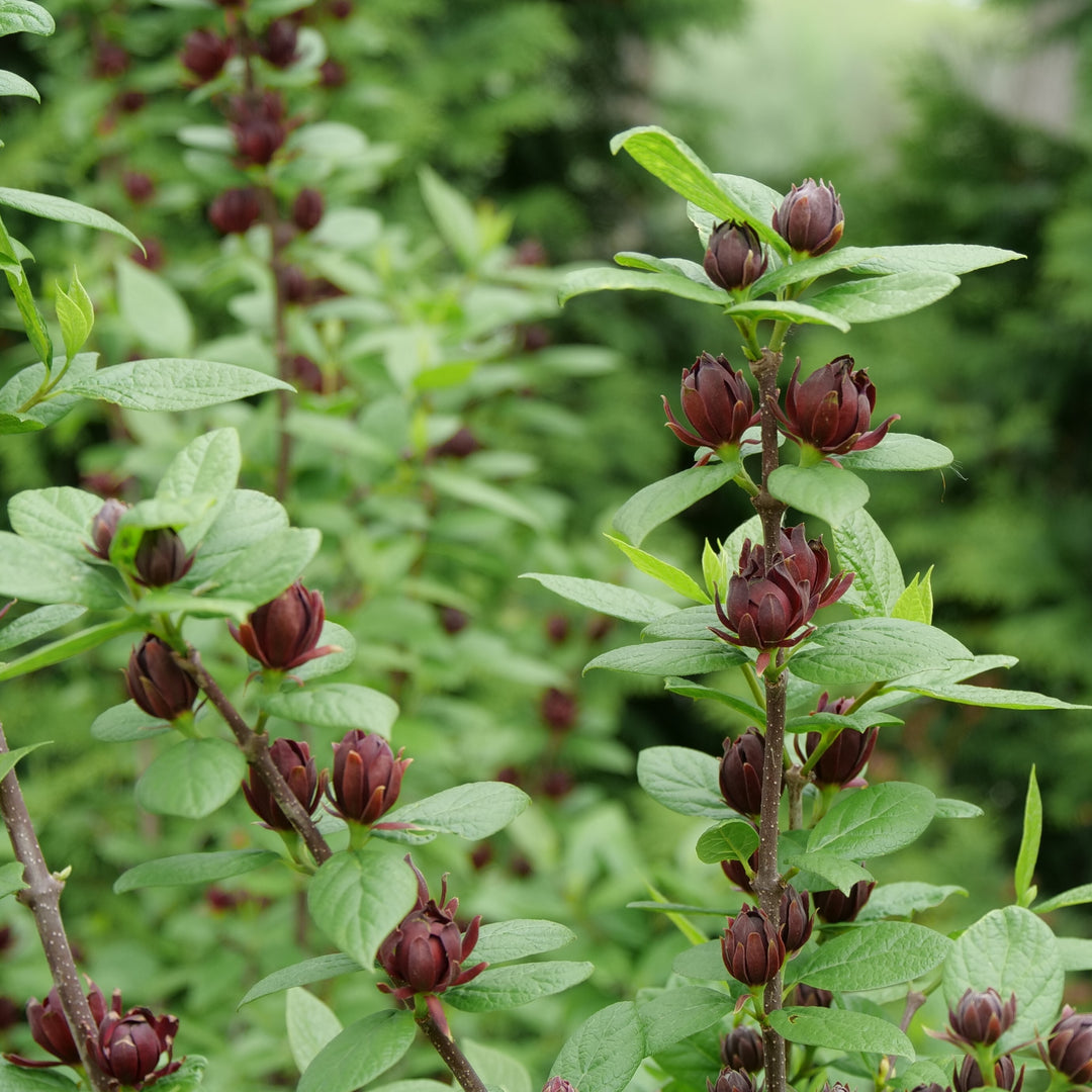Simply Scentsational® Sweetshrub