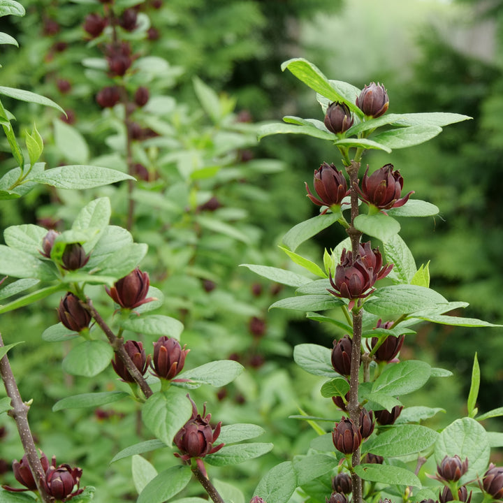Simply Scentsational® Sweetshrub