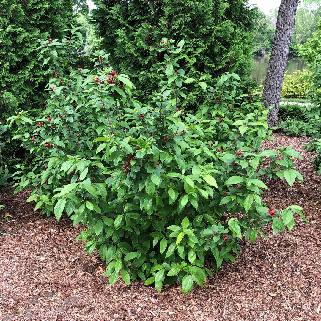Simply Scentsational® Sweetshrub