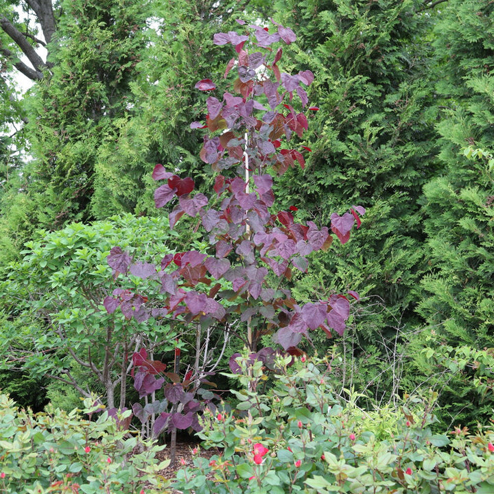 Midnight Express® Eastern Redbud