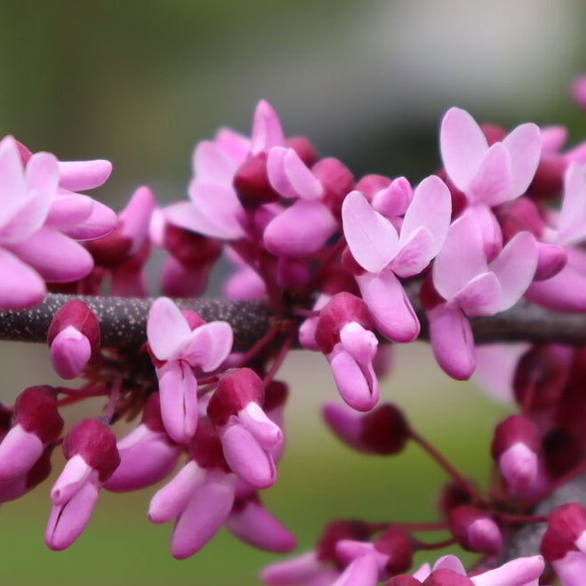 Midnight Express® Eastern Redbud