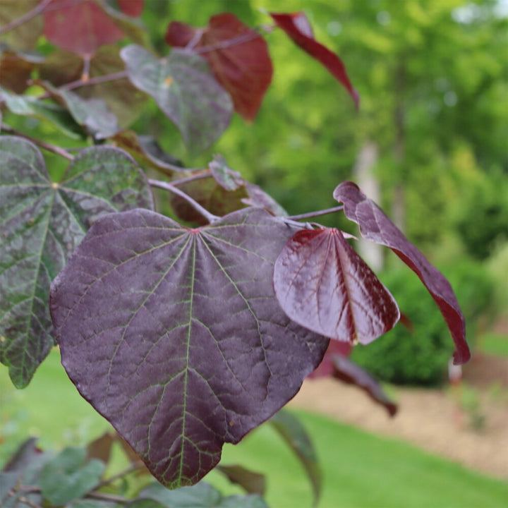 Midnight Express® Eastern Redbud